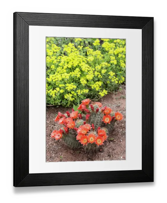 Framed Print : USA, Utah. Scarlet hedgehog cactus, Red Butte Gardens Framed Print : USA, Utah. Scarlet hedgehog cactus, Red Butte Gardens