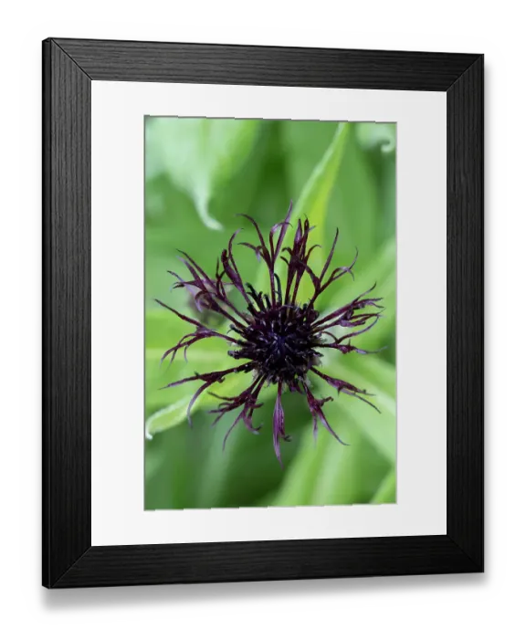 Framed Print : USA, Utah. Red Butte Gardens