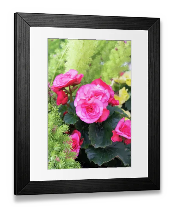 Framed Print : USA, Utah. Begonia, Red Butte Gardens Framed Print : USA, Utah. Begonia, Red Butte Gardens