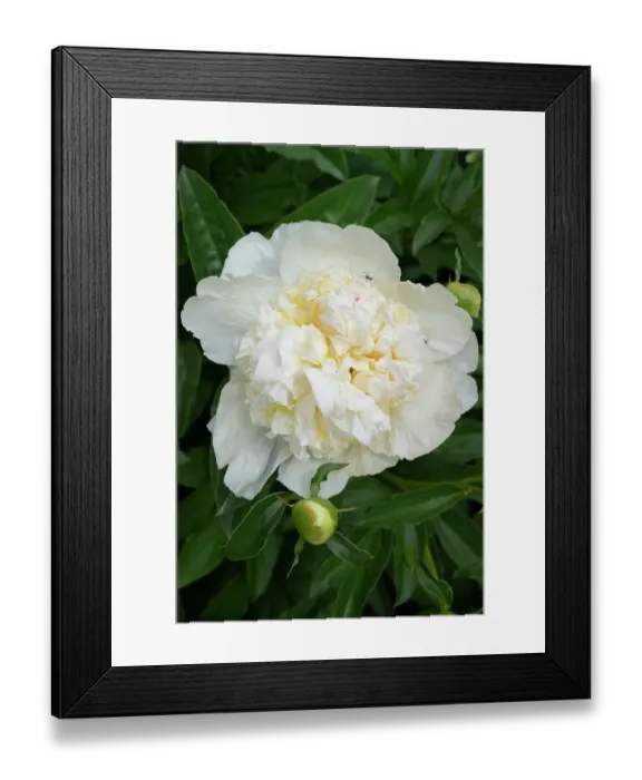 Framed Print : USA, Utah. Peony, Red Butte Gardens
