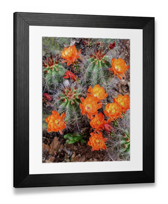 Framed Print : USA, Utah. Scarlet hedgehog cactus Framed Print : USA, Utah. Scarlet hedgehog cactus