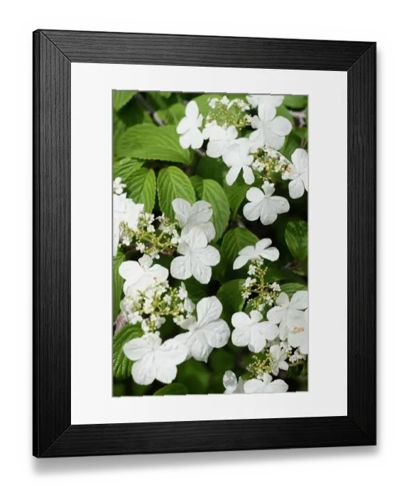 Framed Print : USA, Utah. Red Butte Gardens