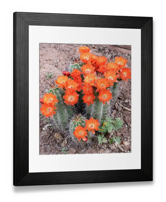 Framed Print : USA, Utah. Scarlet hedgehog cactus, Red Butte Gardens Framed Print : USA, Utah. Scarlet hedgehog cactus, Red Butte Gardens