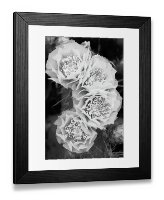 Framed Print : Black and white image of cactus flowers, Utah Framed Print : Black and white image of cactus flowers, Utah
