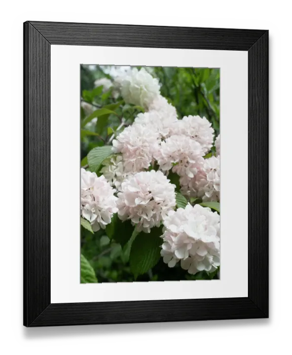 Framed Print : USA, Utah. Red Butte Gardens Framed Print : USA, Utah. Red Butte Gardens