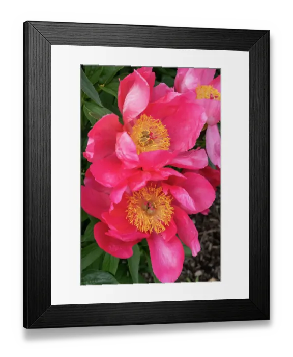 Framed Print : USA, Utah. Peony, Red Butte Gardens Framed Print : USA, Utah. Peony, Red Butte Gardens