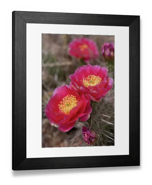 Framed Print : Red cactus flowers, Utah