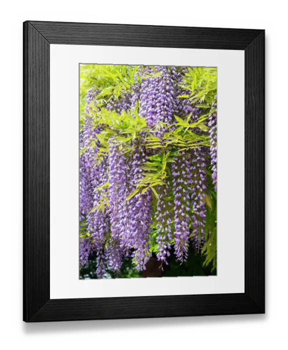 Framed Print : USA, Utah. Wisteria, Red Butte Gardens Framed Print : USA, Utah. Wisteria, Red Butte Gardens