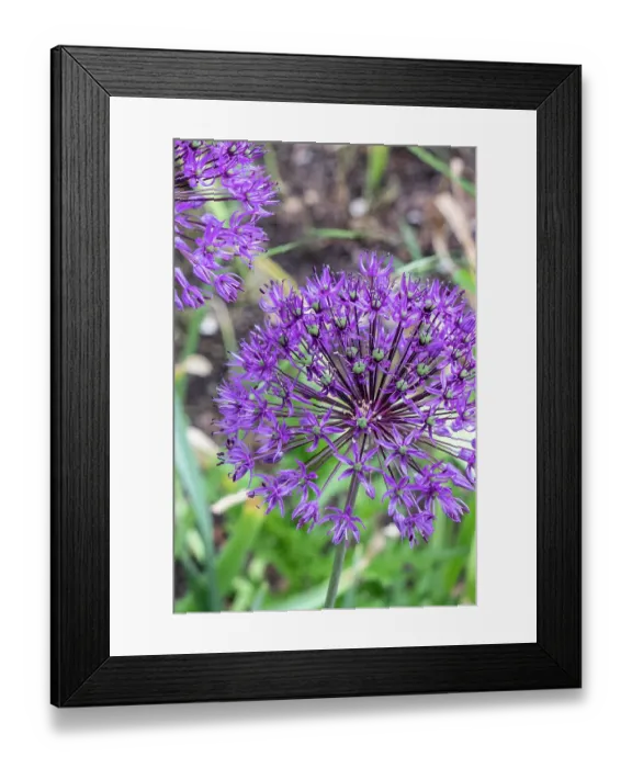 Framed Print : USA, Utah. Wild onion, Red Butte Gardens Framed Print : USA, Utah. Wild onion, Red Butte Gardens