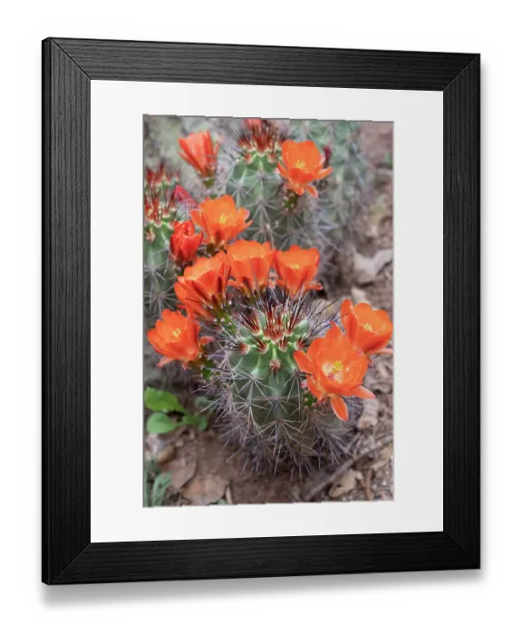 Framed Print : USA, Utah. Scarlet hedgehog cactus, Red Butte Gardens