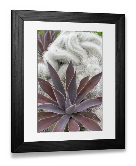 Framed Print : USA, Utah. Cactus, Red Butte Gardens Framed Print : USA, Utah. Cactus, Red Butte Gardens