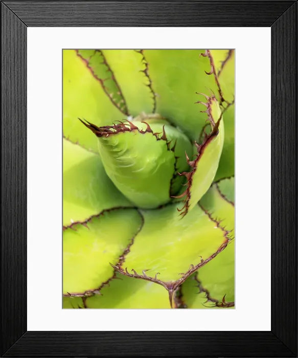Framed Print : USA, Utah. Agave detail, Red Butte Gardens Framed Print : USA, Utah. Agave detail, Red Butte Gardens