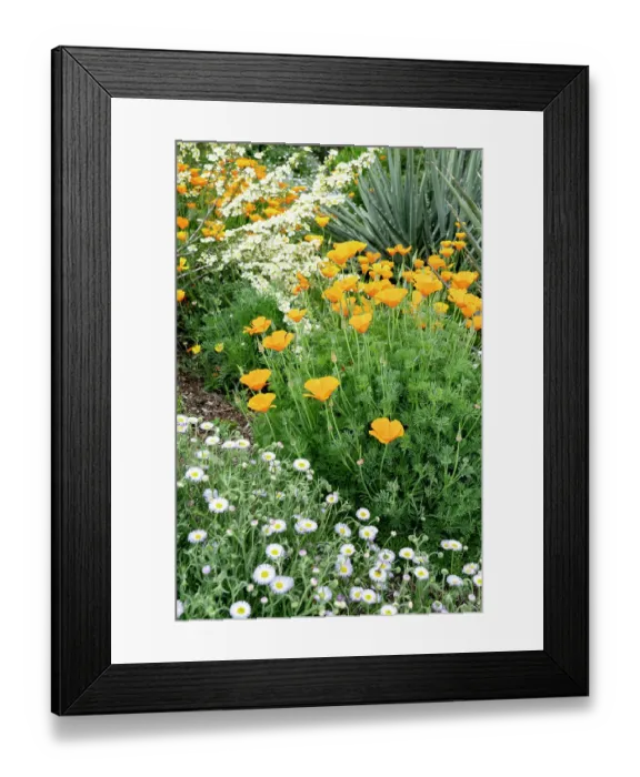 Framed Print : USA, Utah. California poppy and cliffrose (Purshia Mexicana), Red Butte Gardens Framed Print : USA, Utah. California poppy and cliffrose (Purshia Mexicana), Red Butte Gardens