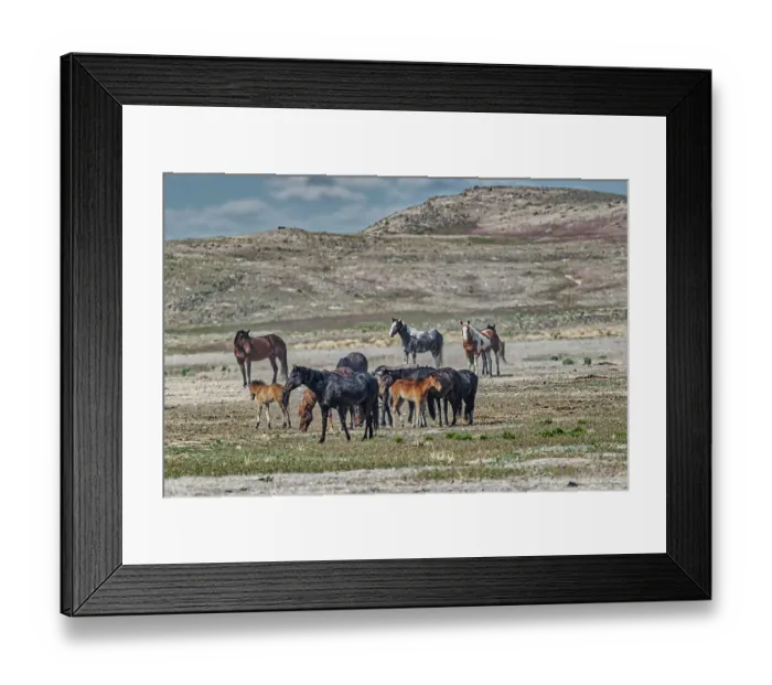 Framed Print : Wild horses in west desert of Utah