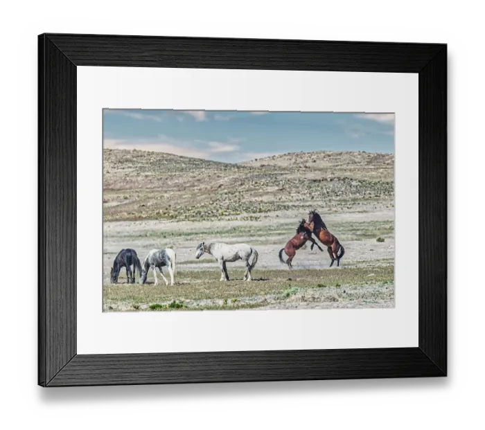 Framed Print : Wild horses in west desert of Utah Framed Print : Wild horses in west desert of Utah