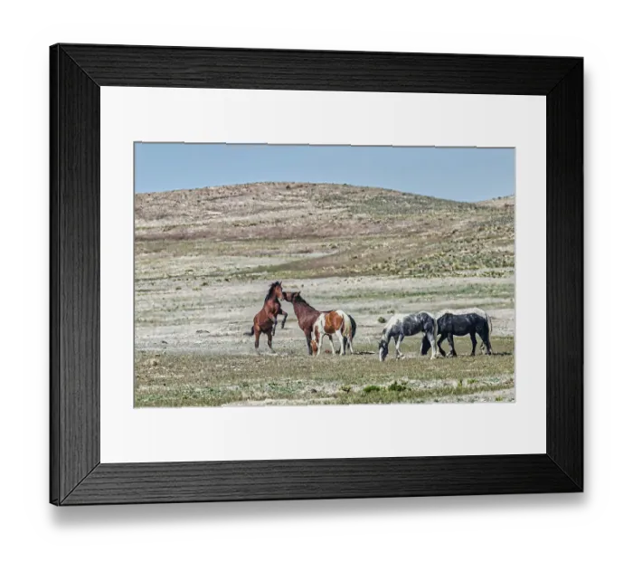 Framed Print : Wild horses in west desert of Utah Framed Print : Wild horses in west desert of Utah