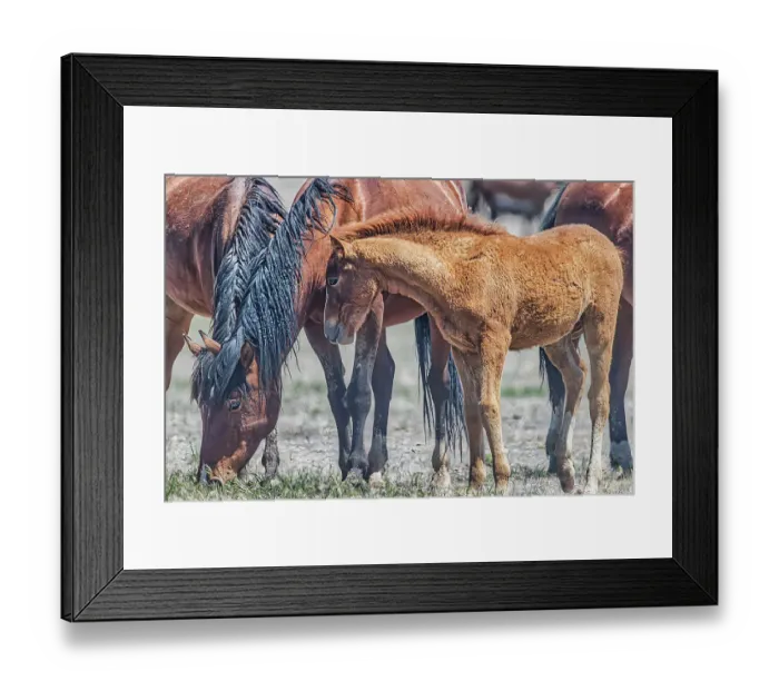 Framed Print : Wild horses in west desert of Utah Framed Print : Wild horses in west desert of Utah