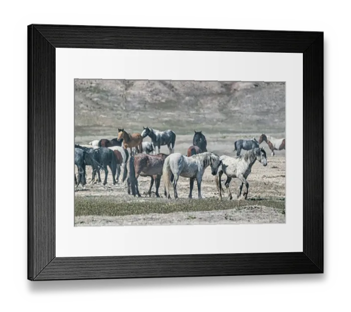 Framed Print : Wild horses in west desert of Utah Framed Print : Wild horses in west desert of Utah