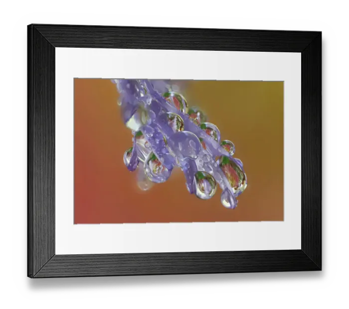 Framed Print : USA, Washington State, Sammamish. Close-up of dewdrops reflections on blue daisy