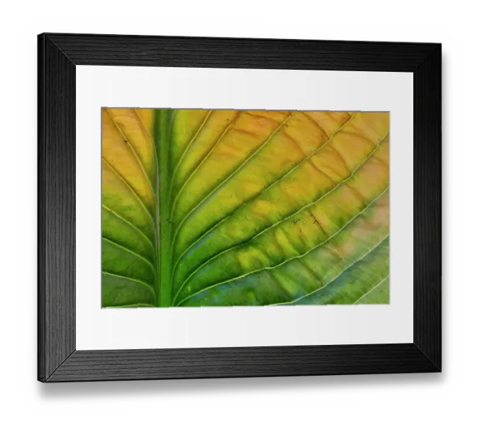 Framed Print : USA, Washington State, Sammamish. Backlighting on hosta leaf as it is turning golden in Autumn Framed Print : USA, Washington State, Sammamish. Backlighting on hosta leaf as it is turning golden in Autumn