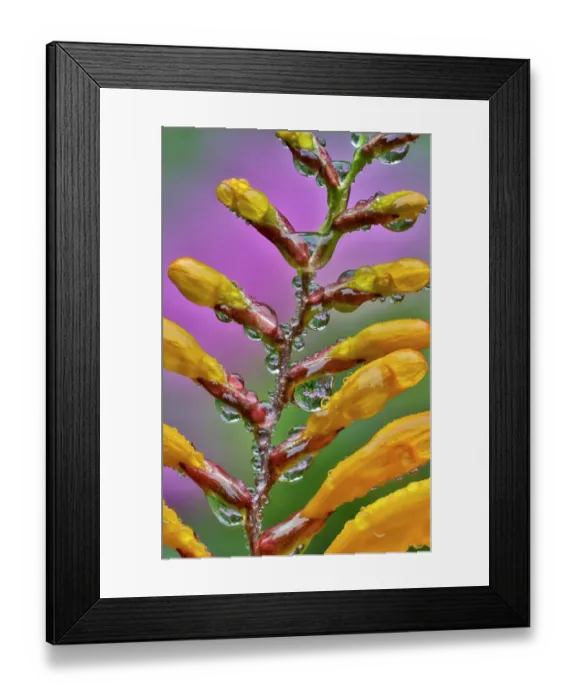 Framed Print : USA, Washington State, Sammamish. Close-up of dewdrops on flowering crocosmia Framed Print : USA, Washington State, Sammamish. Close-up of dewdrops on flowering crocosmia