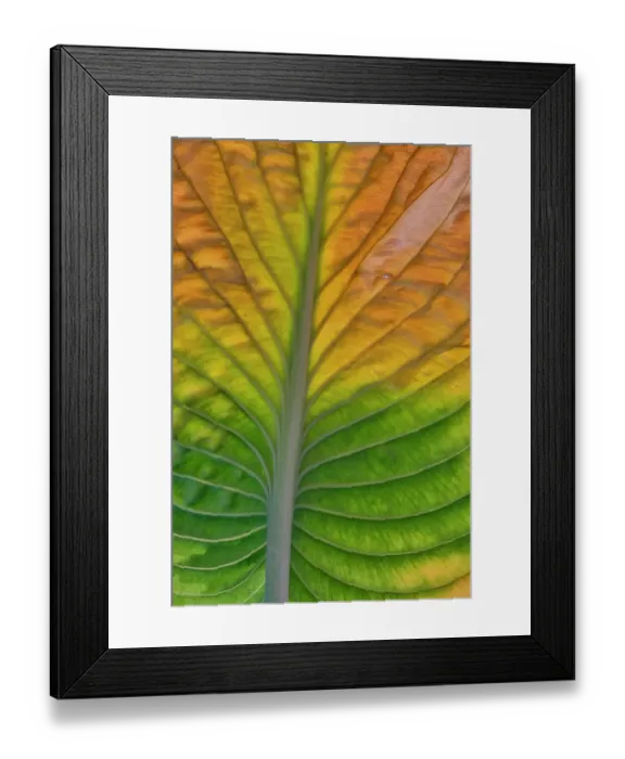 Framed Print : USA, Washington State, Sammamish. Backlighting on hosta leaf as it is turning golden in Autumn Framed Print : USA, Washington State, Sammamish. Backlighting on hosta leaf as it is turning golden in Autumn