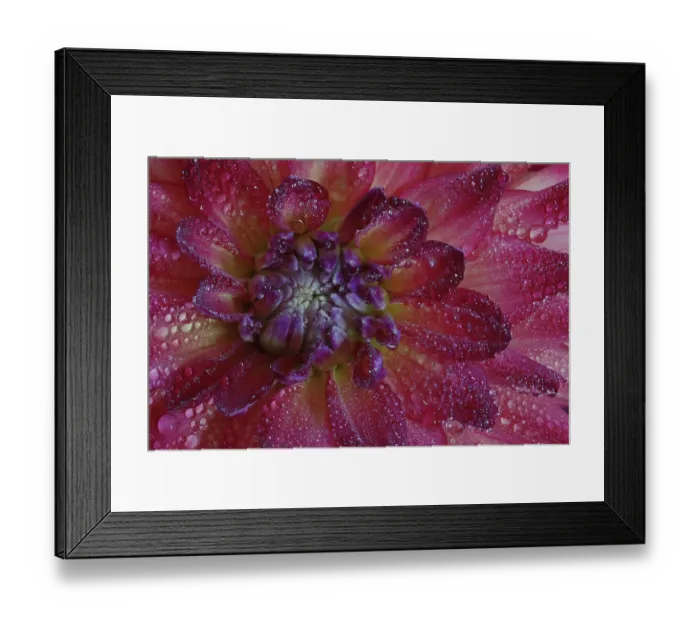 Framed Print : USA, Washington State, Sammamish. Close-up of dahlia flower bloom with circular growth and dewdrops