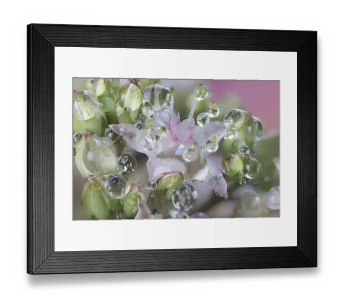 Framed Print : USA, Washington State, Sammamish. Dewdrops on sedum starry flowers Framed Print : USA, Washington State, Sammamish. Dewdrops on sedum starry flowers