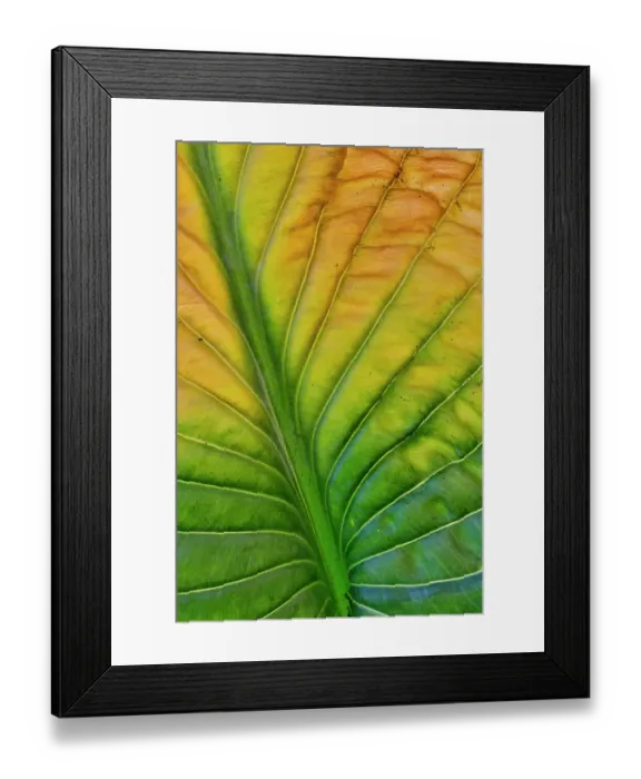 Framed Print : USA, Washington State, Sammamish. Backlighting on hosta leaf as it is turning golden in Autumn