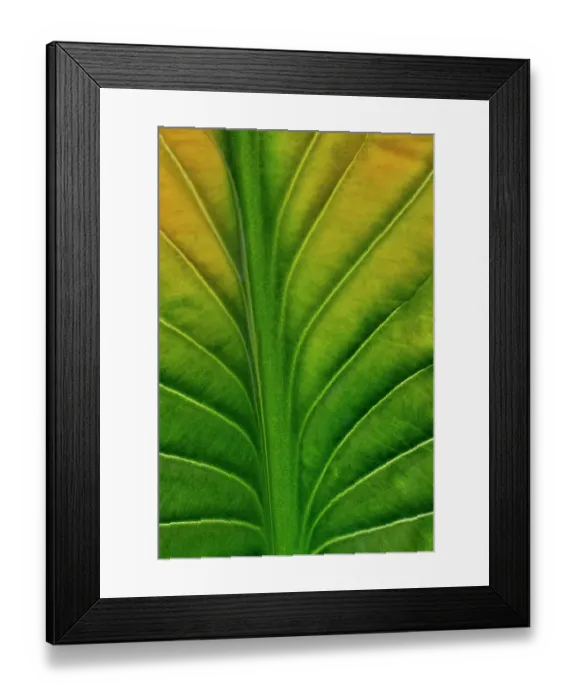 Framed Print : USA, Washington State, Sammamish. Backlighting on hosta leaf as it is turning golden in Autumn Framed Print : USA, Washington State, Sammamish. Backlighting on hosta leaf as it is turning golden in Autumn