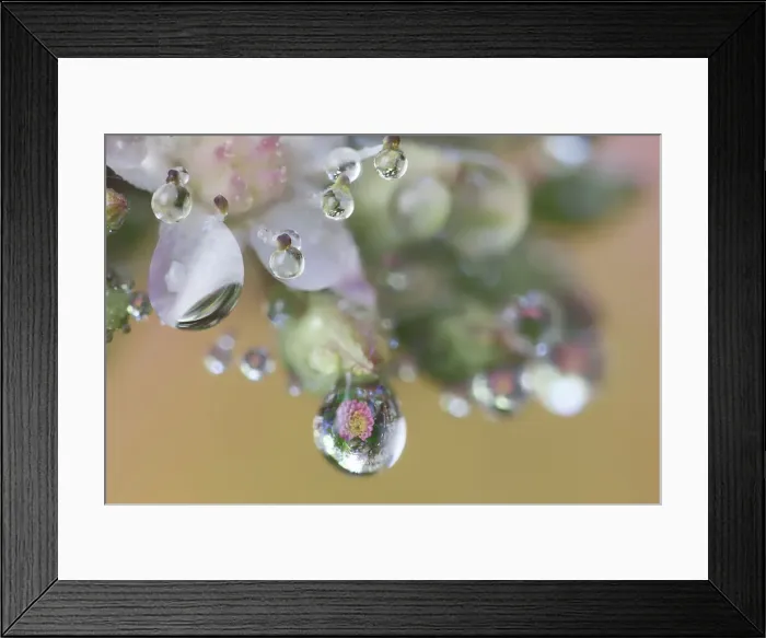 Framed Print : USA, Washington State, Sammamish. Dewdrops on sedum starry flowers