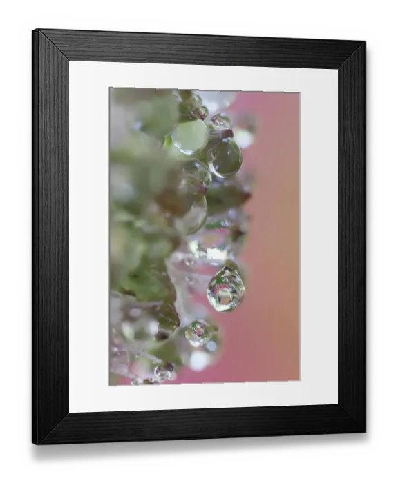 Framed Print : USA, Washington State, Sammamish. Dewdrops on sedum starry flowers Framed Print : USA, Washington State, Sammamish. Dewdrops on sedum starry flowers