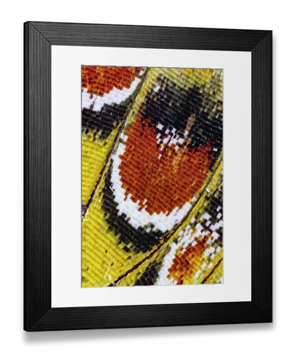Framed Print : USA, Washington State, Sammamish. Close-up detailed butterfly scales and their patterns Framed Print : USA, Washington State, Sammamish. Close-up detailed butterfly scales and their patterns