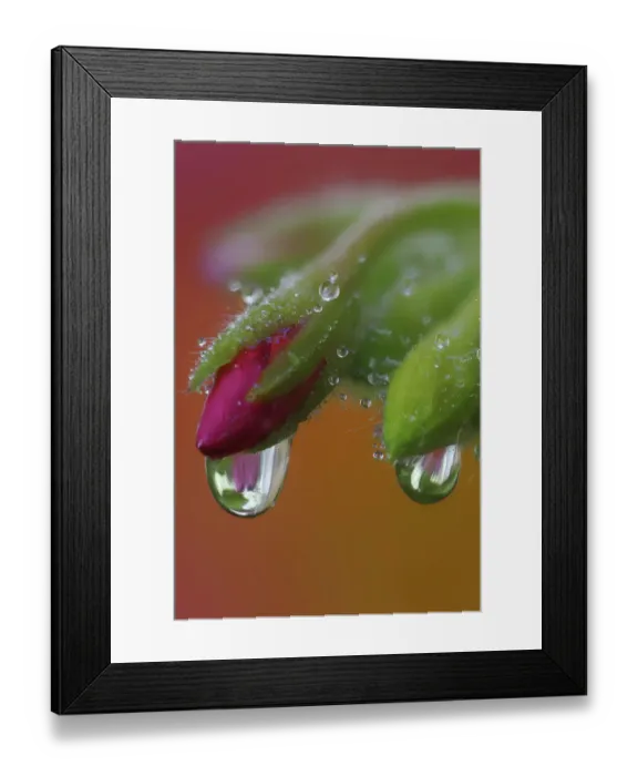 Framed Print : USA, Washington State, Sammamish. Close-up of dewdrops on flower head of geranium Framed Print : USA, Washington State, Sammamish. Close-up of dewdrops on flower head of geranium