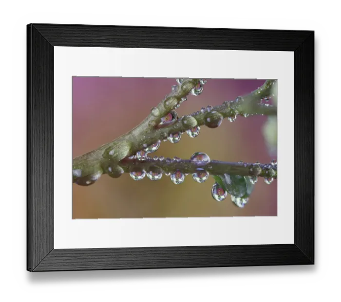 Framed Print : USA, Washington State, Sammamish. Dewdrops hanging on the stems of sedum and their reflections Framed Print : USA, Washington State, Sammamish. Dewdrops hanging on the stems of sedum and their reflections