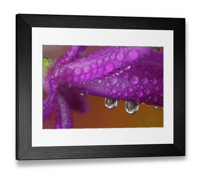 Framed Print : USA, Washington State, Sammamish. Close-up of dewdrops and reflections Christmas cactus Framed Print : USA, Washington State, Sammamish. Close-up of dewdrops and reflections Christmas cactus