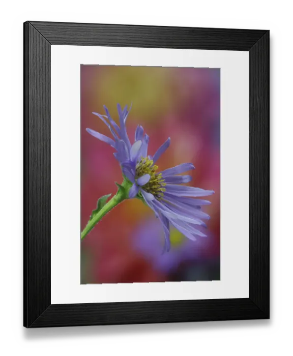 Framed Print : USA, Washington State, Sammamish. Close-up of blue daisy Framed Print : USA, Washington State, Sammamish. Close-up of blue daisy