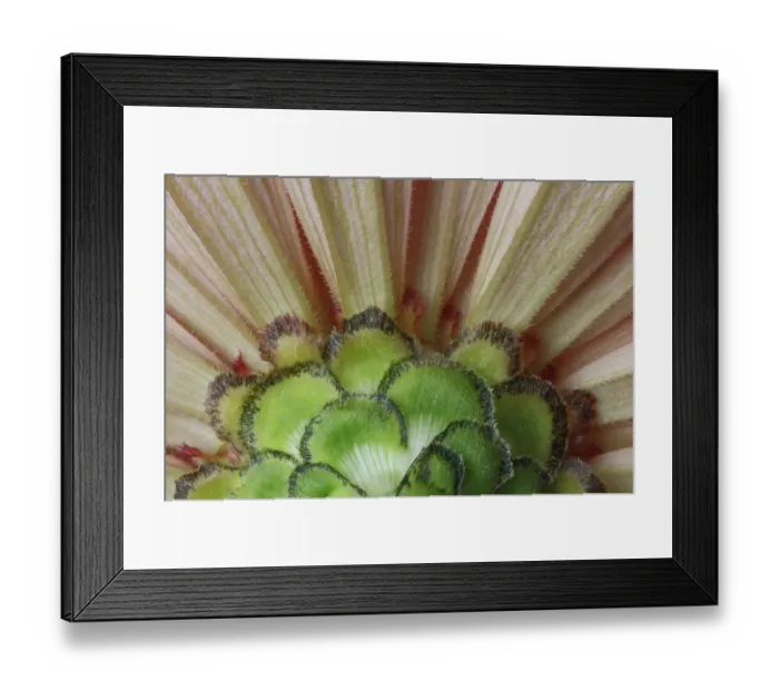 Framed Print : USA, Washington State, Sammamish. Close-up of the back side of a zinnia