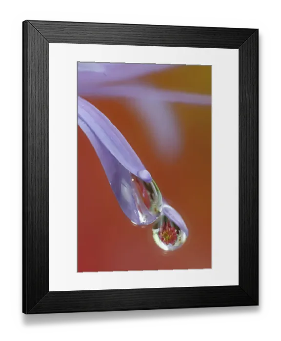 Framed Print : USA, Washington State, Sammamish. Close-up of dewdrops reflections on blue daisy Framed Print : USA, Washington State, Sammamish. Close-up of dewdrops reflections on blue daisy