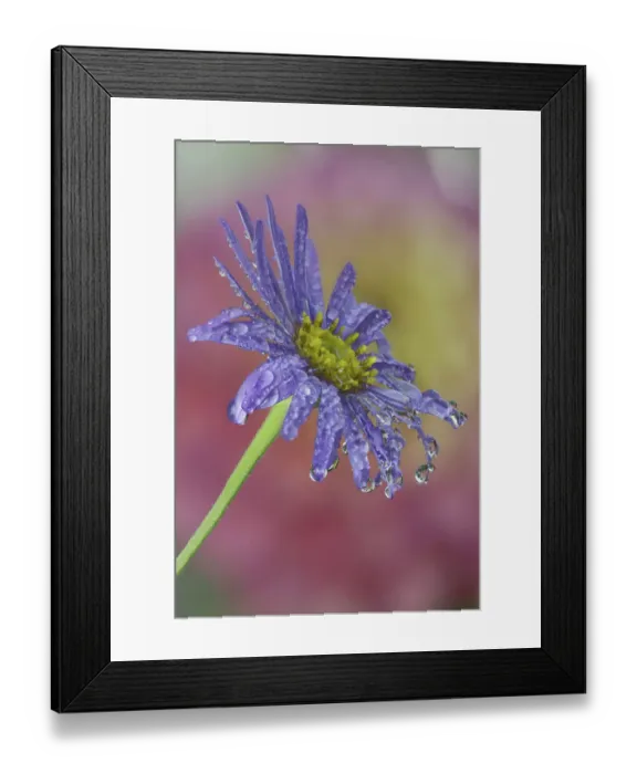 Framed Print : USA, Washington State, Sammamish. Close-up of dewdrops reflections on blue daisy Framed Print : USA, Washington State, Sammamish. Close-up of dewdrops reflections on blue daisy