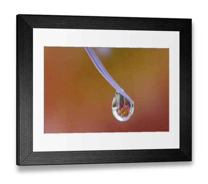 Framed Print : USA, Washington State, Sammamish. Close-up of dewdrops reflections on blue daisy Framed Print : USA, Washington State, Sammamish. Close-up of dewdrops reflections on blue daisy