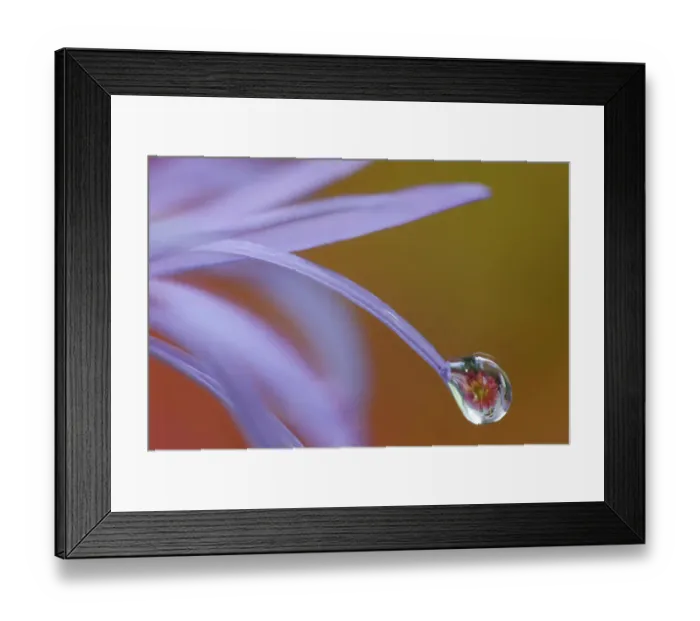 Framed Print : USA, Washington State, Sammamish. Close-up of dewdrops reflections on blue daisy Framed Print : USA, Washington State, Sammamish. Close-up of dewdrops reflections on blue daisy