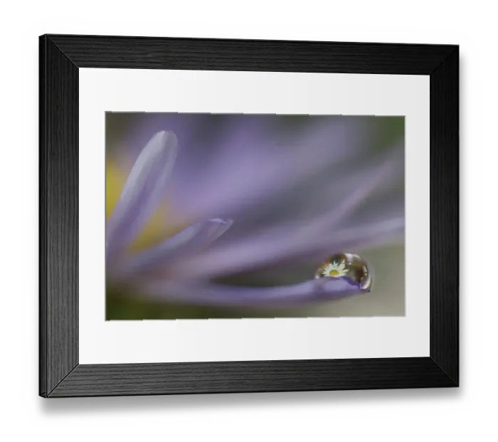 Framed Print : USA, Washington State, Sammamish. Close-up of dewdrops reflections on blue daisy Framed Print : USA, Washington State, Sammamish. Close-up of dewdrops reflections on blue daisy