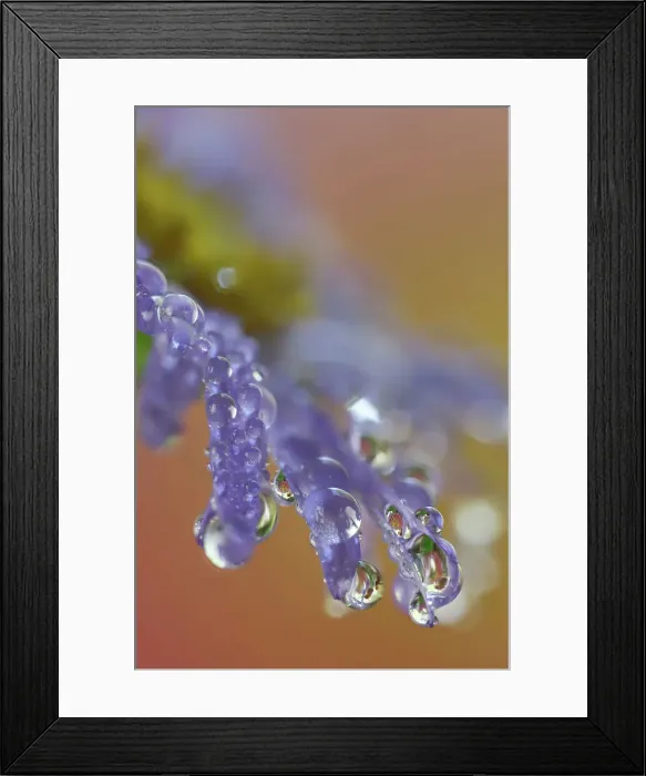 Framed Print : USA, Washington State, Sammamish. Close-up of dewdrops reflections on blue daisy Framed Print : USA, Washington State, Sammamish. Close-up of dewdrops reflections on blue daisy