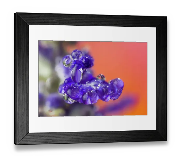 Framed Print : USA, Washington State, Sammamish. Close-up of dewdrops on blue budding delphinium flowers
