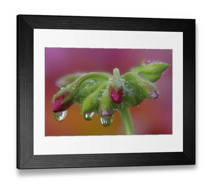 Framed Print : USA, Washington State, Sammamish. Close-up of dewdrops on flower head of geranium Framed Print : USA, Washington State, Sammamish. Close-up of dewdrops on flower head of geranium