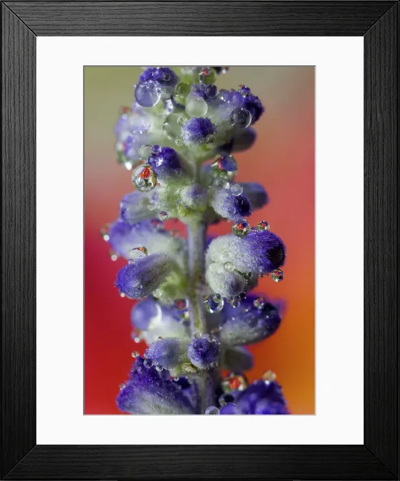 Framed Print : USA, Washington State, Sammamish. Close-up of dewdrops on blue budding delphinium flowers Framed Print : USA, Washington State, Sammamish. Close-up of dewdrops on blue budding delphinium flowers