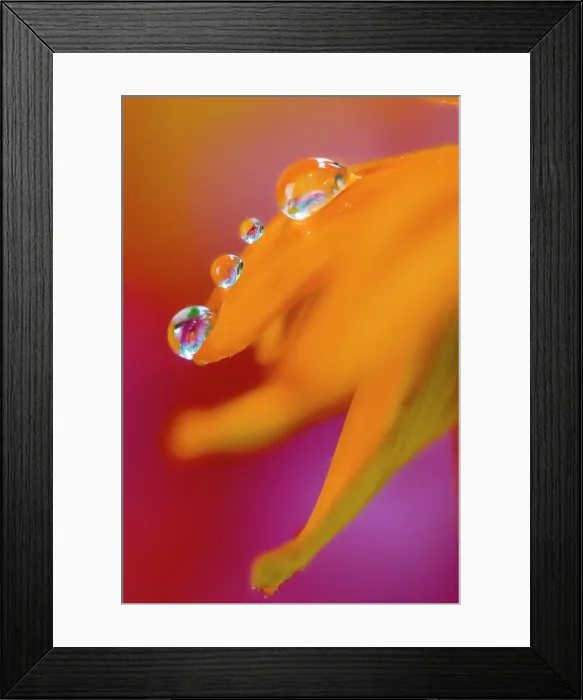Framed Print : USA, Washington State, Sammamish. Dewdrop on petal of orange profusion zinnia Framed Print : USA, Washington State, Sammamish. Dewdrop on petal of orange profusion zinnia