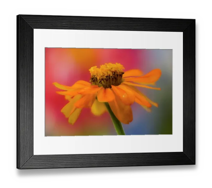 Framed Print : USA, Washington State, Sammamish. Close-up of orange profusion zinnia