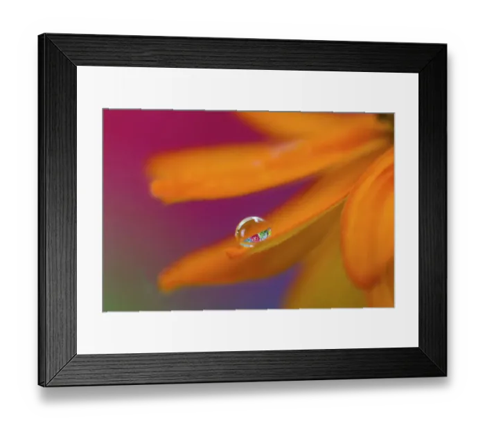 Framed Print : USA, Washington State, Sammamish. Dewdrop on petal of orange profusion zinnia